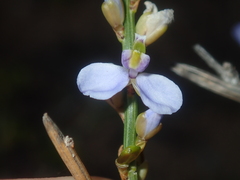 Comesperma scoparium