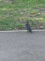 Corvus monedula