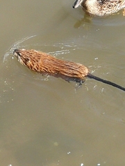 Ondatra zibethicus