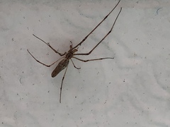 Tetragnatha elongata