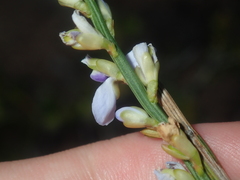 Comesperma scoparium