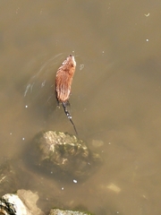 Ondatra zibethicus
