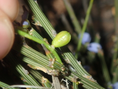 Comesperma scoparium