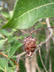 Rabdophaga salicisgnaphalioides