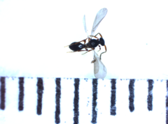 Amblyaspis