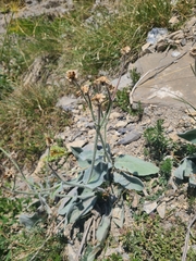 Hieracium tomentosum