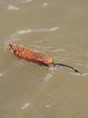 Ondatra zibethicus