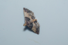 Pyralis pictalis
