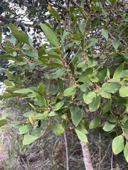 Pterocelastrus tricuspidatus