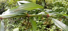 Polygonatum verticillatum