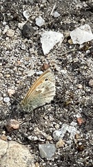 Coenonympha pamphilus