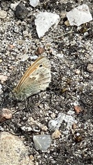 Coenonympha pamphilus