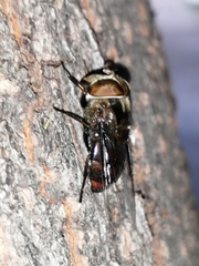 Copestylum avidum