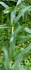 Polygonatum verticillatum