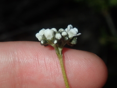 Logania litoralis