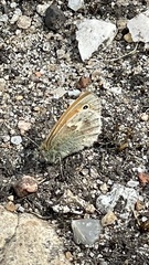Coenonympha pamphilus