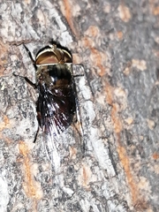 Copestylum avidum