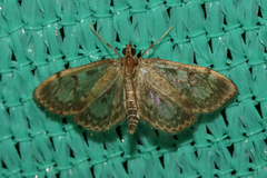 Anania tertialis