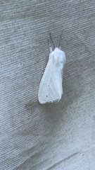 Spilosoma virginica