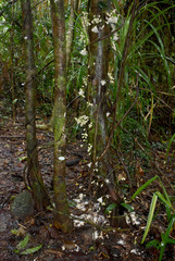 Syzygium cormiflorum
