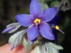 Halgania sericiflora