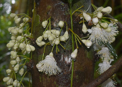 Syzygium cormiflorum