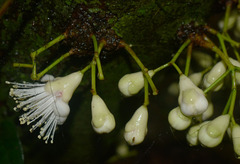Syzygium cormiflorum