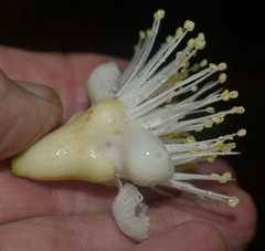 Syzygium cormiflorum