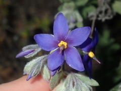 Halgania sericiflora