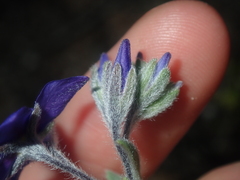Halgania sericiflora