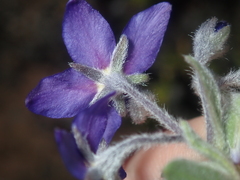 Halgania sericiflora