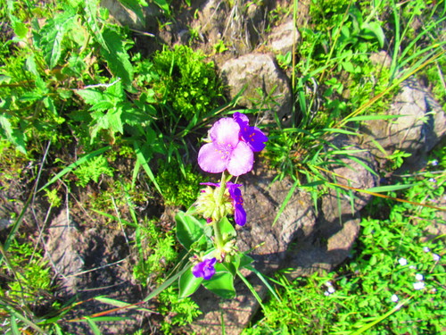 Image of Tradescantia crassifolia by (c) Oscar Alejandro Morales Juárez, some rights reserved (CC BY-SA)