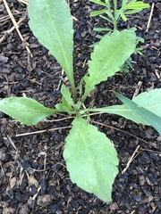 Micranthes micranthidifolia