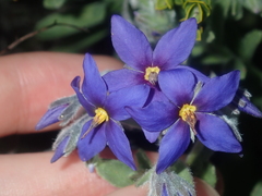 Halgania sericiflora