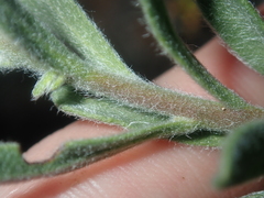 Halgania sericiflora