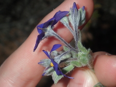 Halgania sericiflora