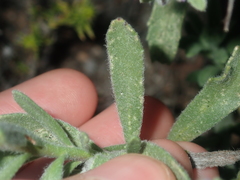 Halgania sericiflora