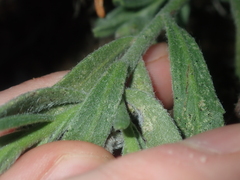 Halgania sericiflora