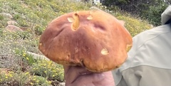 Boletus rubriceps
