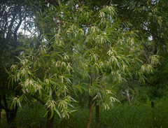 Acacia polystachya