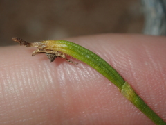 Eriochilus dilatatus