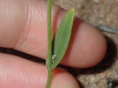 Eriochilus dilatatus