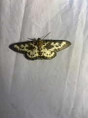 Percnia