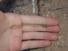 Eriochilus dilatatus