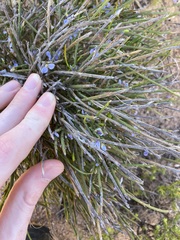 Comesperma scoparium