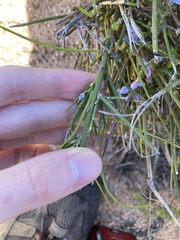 Comesperma scoparium