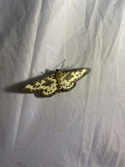 Percnia