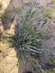 Comesperma scoparium