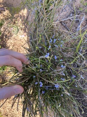 Comesperma scoparium