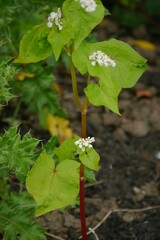Koenigia campanulata